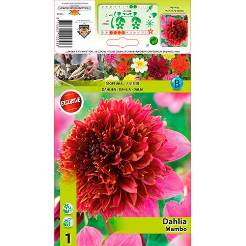 Dahlie Mambo interface.image 1 interface.art 76214