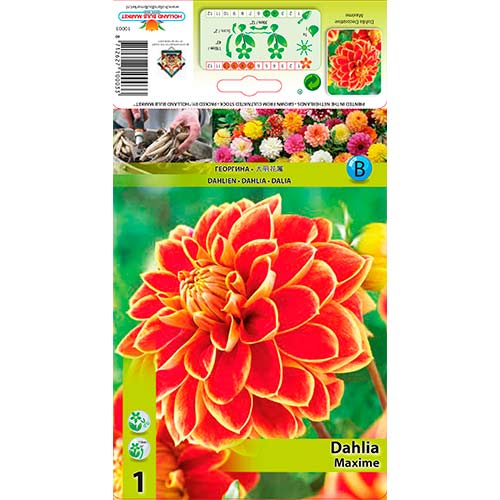 Dahlie Maxime interface.image 1 interface.art 76423