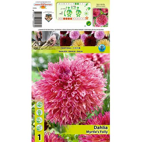 Dahlie Myrtle’s Folly interface.image 1 interface.art 70482