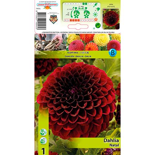 Dahlie Natal interface.image 1 interface.art 76568