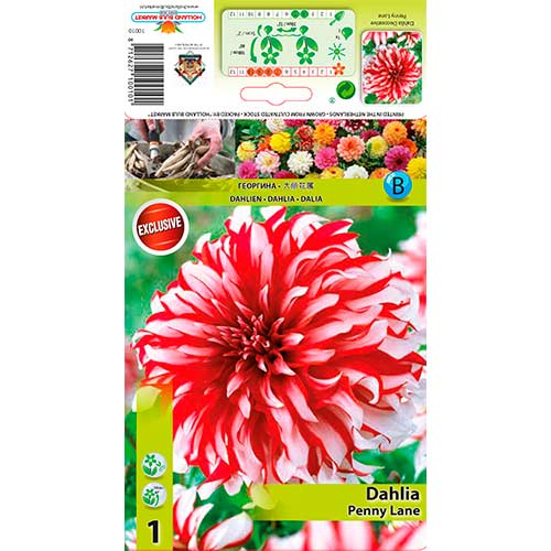 Dahlie Penny Lane interface.art Bild 1 Dahlie Penny Lane interface.image 1 interface.art 76217