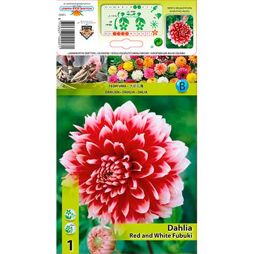 Dahlie Red and White Fubuki interface.art Bild 1 Dahlie Red and White Fubuki interface.image 1 interface.art 76220