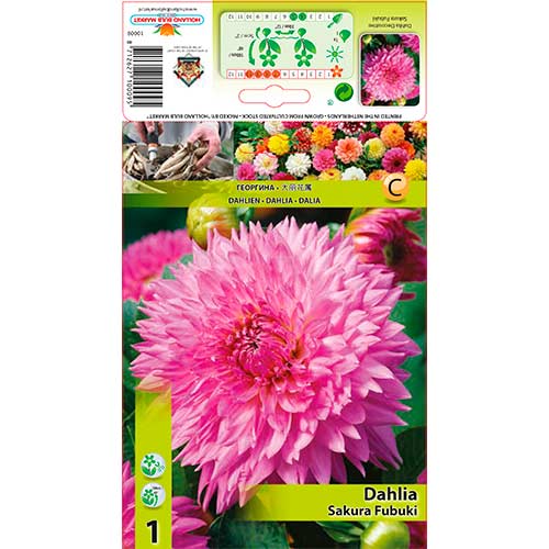 Dahlie Sakura Fubuki interface.image 1 interface.art 76221