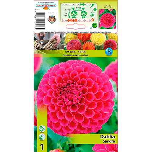 Dahlie Sandra interface.image 1 interface.art 76576