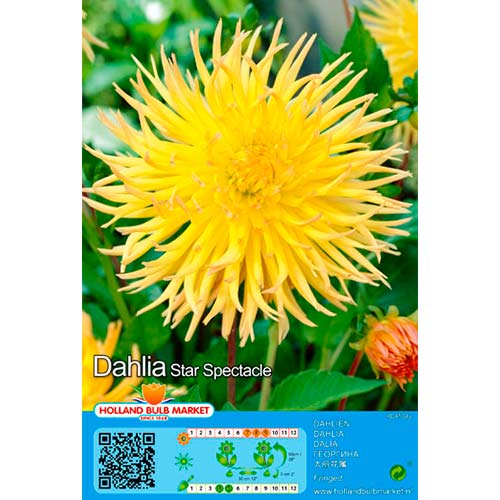 Dahlie Star Spectacle interface.image 1 interface.art 76428