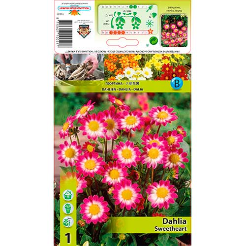 Dahlie Sweetheart interface.art Bild 1 Dahlie Sweetheart interface.image 1 interface.art 76577