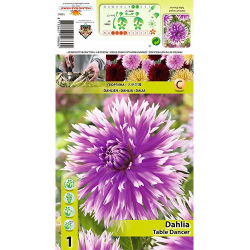 Dahlie Table dancer interface.image 1 interface.art 70382