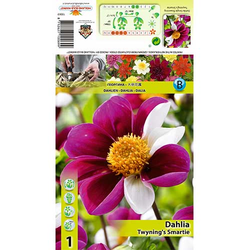 Dahlie Twyning‘s Smartie interface.image 1 interface.art 70383