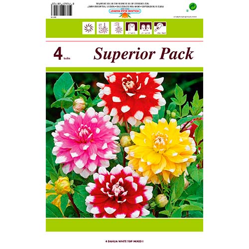 Dahlie White Top, Farbmischung interface.art Bild 1 Dahlie White Top, Farbmischung interface.image 1 interface.art 76431