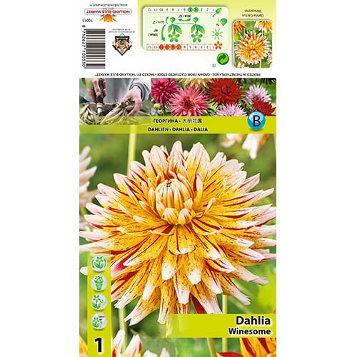 Dahlie Winesome interface.image 1 interface.art 70481