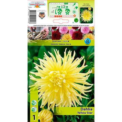 Dahlie Yellow Star interface.image 1 interface.art 76432