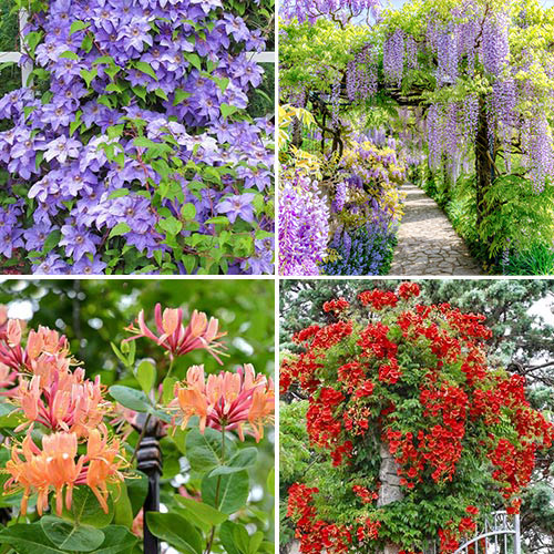 Kletterpflanzen Bluhende Pergola, Set mit 4 Setzlingen interface.image 1 interface.art 9189