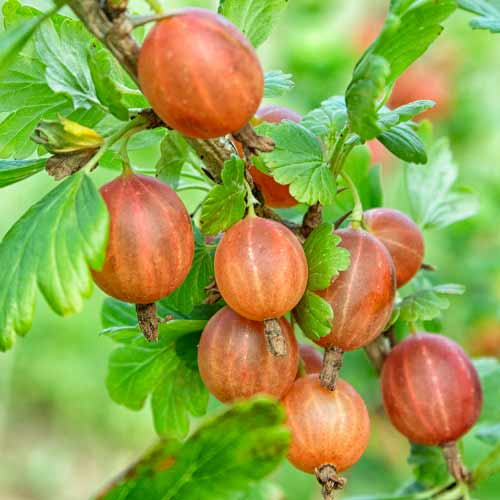 Dornenlose Stachelbeere Captivator interface.image 1 interface.art 7593