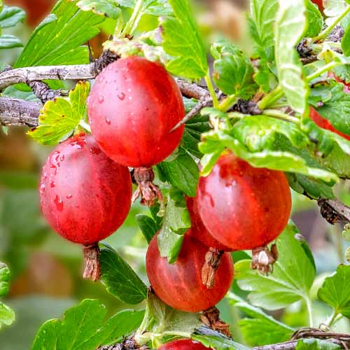 Dornenlose Stachelbeere Spinefree interface.image 1 interface.art 7648