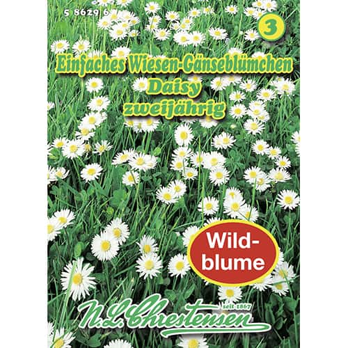 Tausendschön Daisy interface.image 1 interface.art 87801