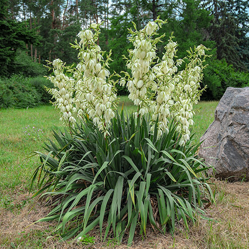 Fädige Palmlilie (Yucca Filamentosa) interface.image 1 interface.art 76366