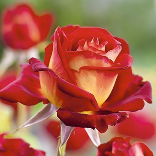 Edelrose Rosa Bicolette, root ball interface.image 2 interface.art 2106