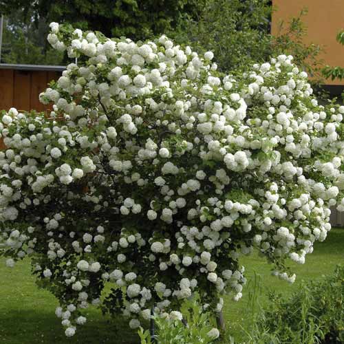 Echter Schneeball Roseum, C3 interface.image 1 interface.art 8585