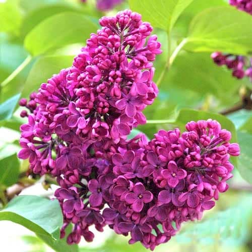 Edelflieder Charles Joly interface.art Bild 1 Edelflieder Charles Joly interface.image 1 interface.art 9096