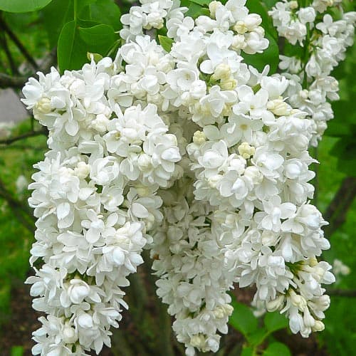 Edelflieder Miss Ellen Willmot interface.image 1 interface.art 9162