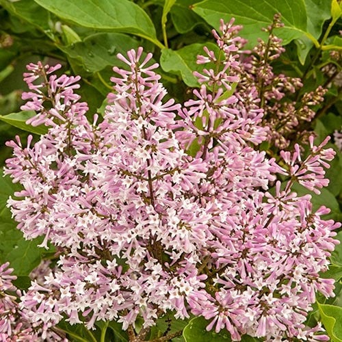 Edelflieder Miss Kim, P9 interface.image 1 interface.art 9161