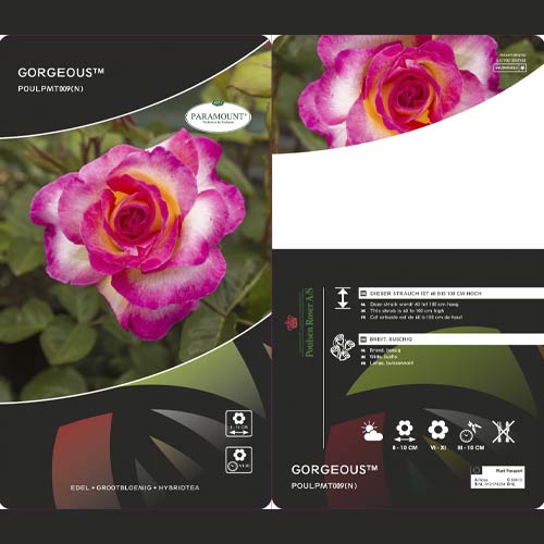 Edelrose Gorgeous Paramount®, С5 interface.image 1 interface.art 6186