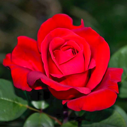 Edelrose Rosa Fulgurante, root ball interface.image 1 interface.art 6133