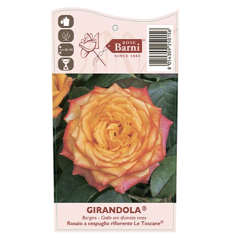 Edelrose Rosa Girandola®, C5 interface.image 4 interface.art 6152