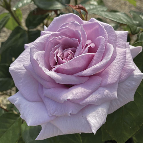 Edelrose Rosa Pacific Blue®, C5 interface.image 2 interface.art 6161