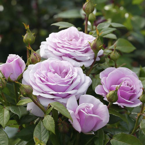 Edelrose Rosa Pacific Blue®, C5 interface.image 3 interface.art 6161