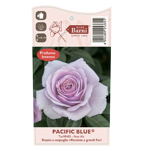 Edelrose Rosa Pacific Blue®, C5 interface.image 5 interface.art 6161