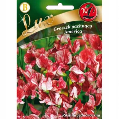 Edelwicken Royal America interface.art Bild 1 Edelwicken Royal America interface.image 1 interface.art 86746