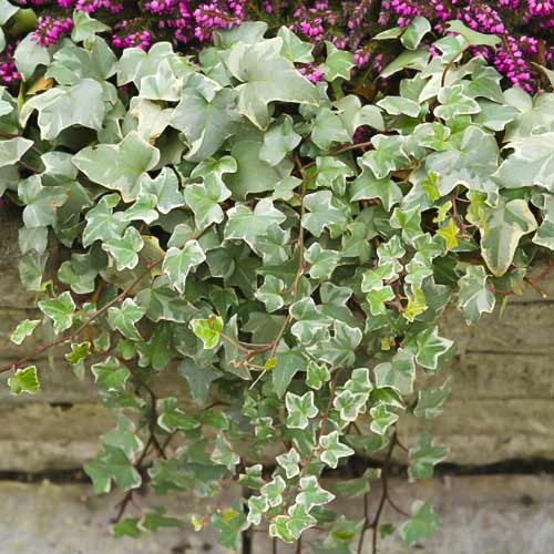 Efeu Bialystok, С2 interface.image 1 interface.art 8217