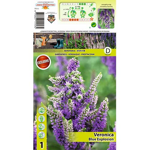 Ehrenpreis Blue Explosion interface.art Bild 1 Ehrenpreis Blue Explosion interface.image 1 interface.art 70453