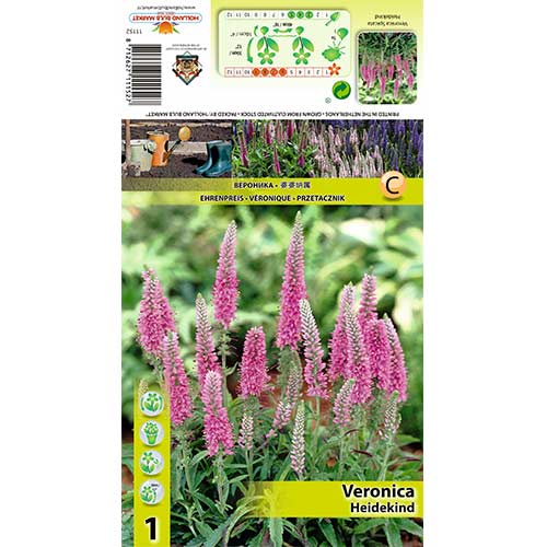 Ehrenpreis Heidekind interface.art Bild 1 Ehrenpreis Heidekind interface.image 1 interface.art 70454