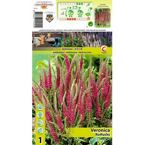 Ehrenpreis Rotfuchs interface.art Bild 1 Ehrenpreis Rotfuchs interface.image 1 interface.art 70455