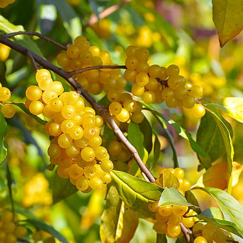 Elaeagnus umbellata Pointilla Fortunella®, С2 interface.art Bild 1 Elaeagnus umbellata Pointilla Fortunella®, С2 interface.image 1 interface.art 7770