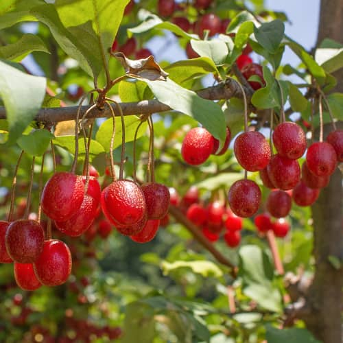 Elaeagnus umbellata Pointilla Sweet'N'Sour®, С2 interface.art Bild 1 Elaeagnus umbellata Pointilla Sweet'N'Sour®, С2 interface.image 1 interface.art 7771