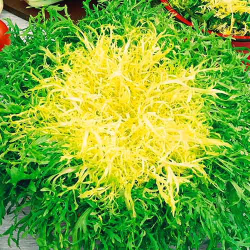 Endivie Avantgarde interface.art Bild 1 Endivie Avantgarde interface.image 1 interface.art 96611