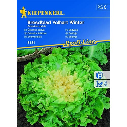 Endivie Breedblad Volhart Winter interface.art Bild 1 Endivie Breedblad Volhart Winter interface.image 1 interface.art 96612