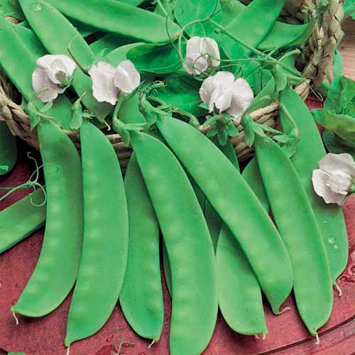 Erbse Norli interface.image 1 interface.art 96688