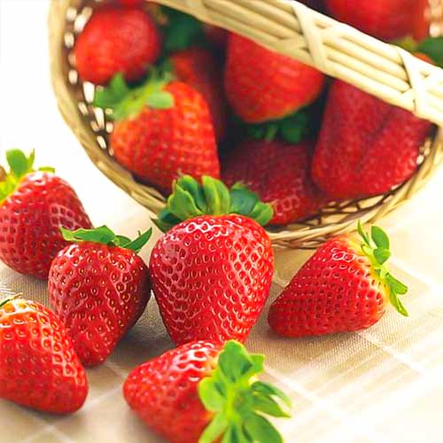 Erdbeeren Albion interface.image 1 interface.art 5392