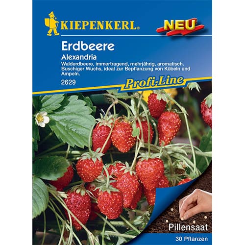 Erdbeeren Alexandria Kiepenkerl interface.image 1 interface.art 50010