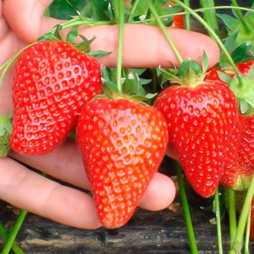 Erdbeeren Asia interface.image 1 interface.art 5394