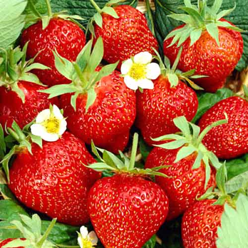 Erdbeeren Kimberly interface.image 1 interface.art 5403