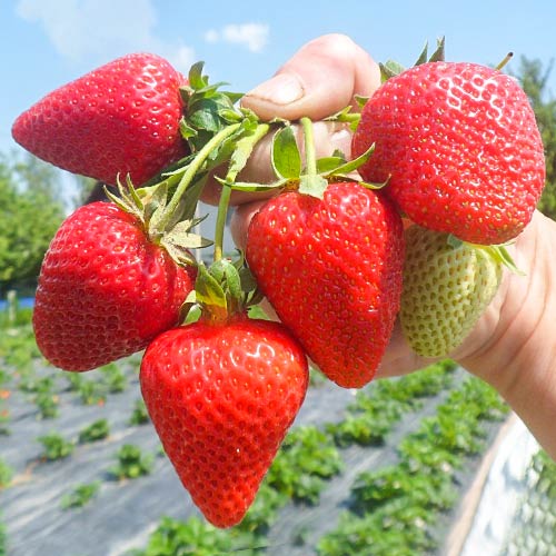 Erdbeeren San Andreas interface.image 1 interface.art 5411