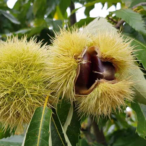 Eßkastanie/Marone Melivoias, С2 interface.image 1 interface.art 4860