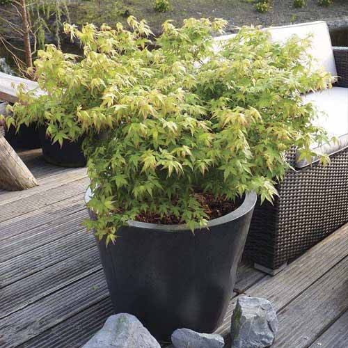 Fächerahorn Little Princess, C3 interface.image 1 interface.art 8500