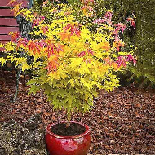 Fächerahorn Orange Dream, C3 interface.image 1 interface.art 8501