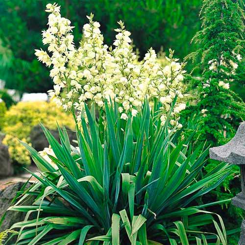 Fädige Palmlilie interface.art Bild 1 Fädige Palmlilie interface.image 1 interface.art 5633